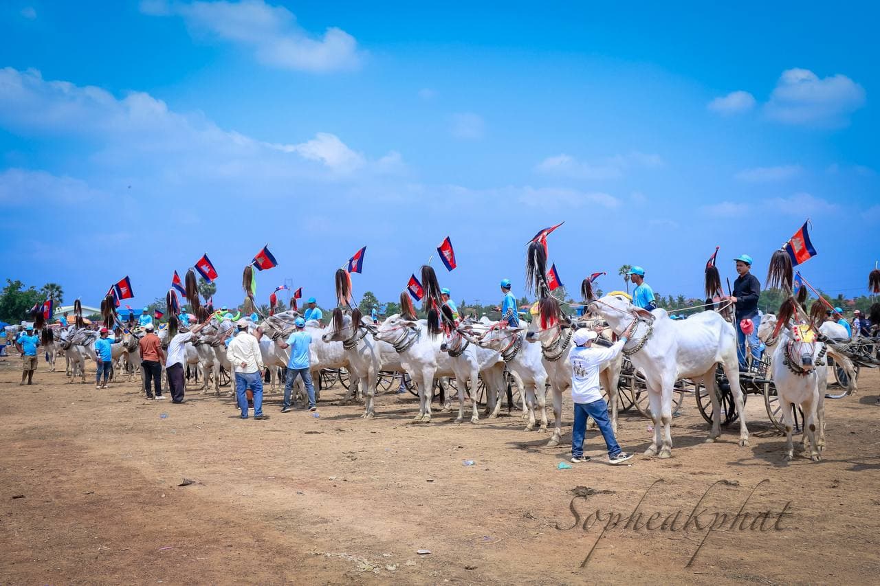ពិធីប្រណាំងរទេះសាឡីគោលឿន នៅខេត្តកំពង់ស្ពឺ