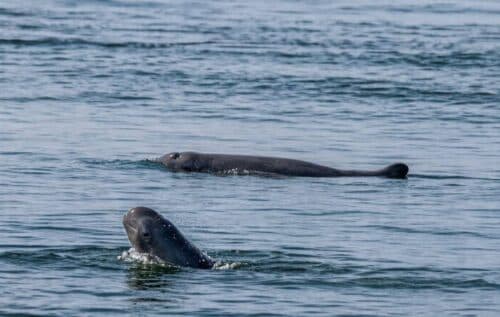 ចំនួនផ្សោតទន្លេមេគង្គ កើនឡើងដល់ ១១៧ បន្ទាប់ពីប្រទះឃើញកូនផ្សោតកើតថ្មី ១ក្បាលនៅអន្លង់ផ្សោតកាំពី ក្នុងស្រុកចិត្របុរី ខេត្តក្រចេះ